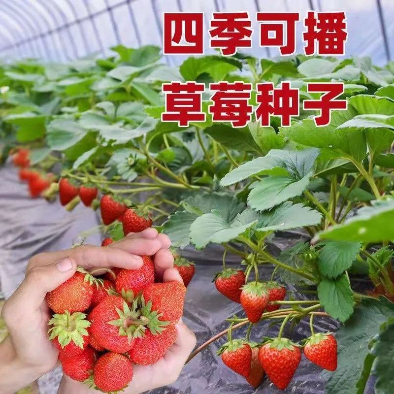 草莓种子奶油大草莓种籽四季结果好养易活庭院阳台室内水果盆