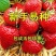 草莓种子奶油大草莓种籽四季结果好养易活庭院阳台室内水果盆