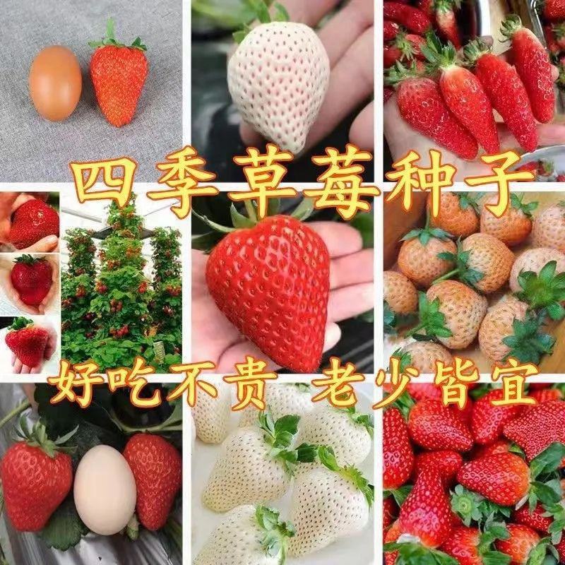 草莓种子奶油大草莓种籽四季结果好养易活庭院阳台室内水果盆