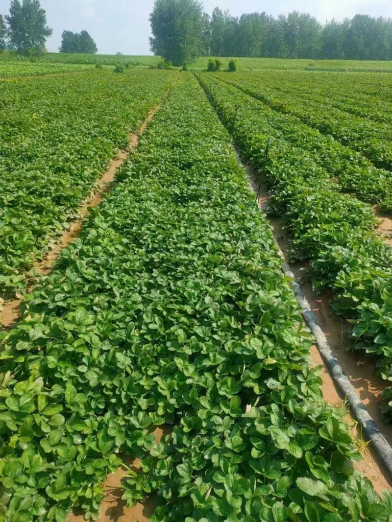 桃熏草莓苗京桃香白雪公主草莓苗免费提供技术支持可实地考察