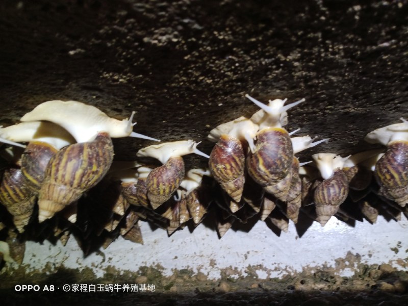 白玉蜗牛销售中