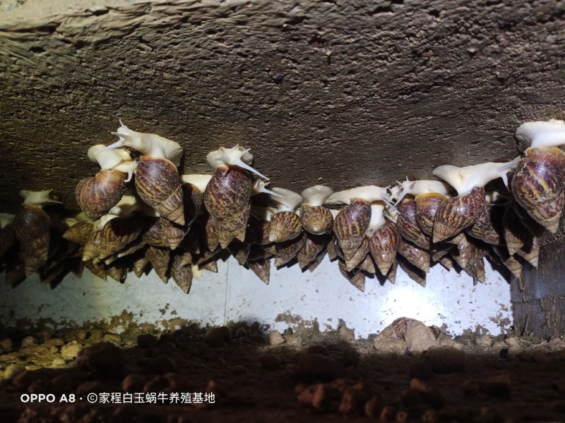 白玉蜗牛销售中