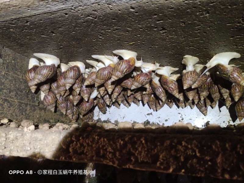 白玉蜗牛销售中