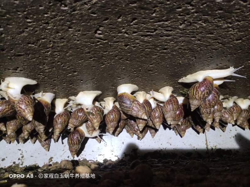 白玉蜗牛销售中