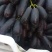 无籽蓝宝石葡萄
