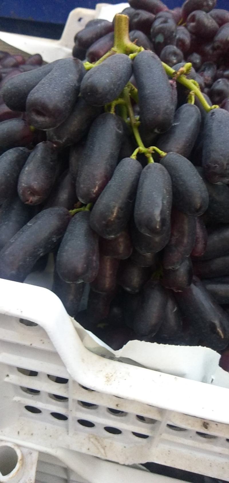 无籽蓝宝石葡萄