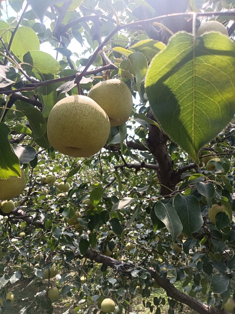 【酥梨】精品砀山梨大量上市保质保量价格美丽要的联系