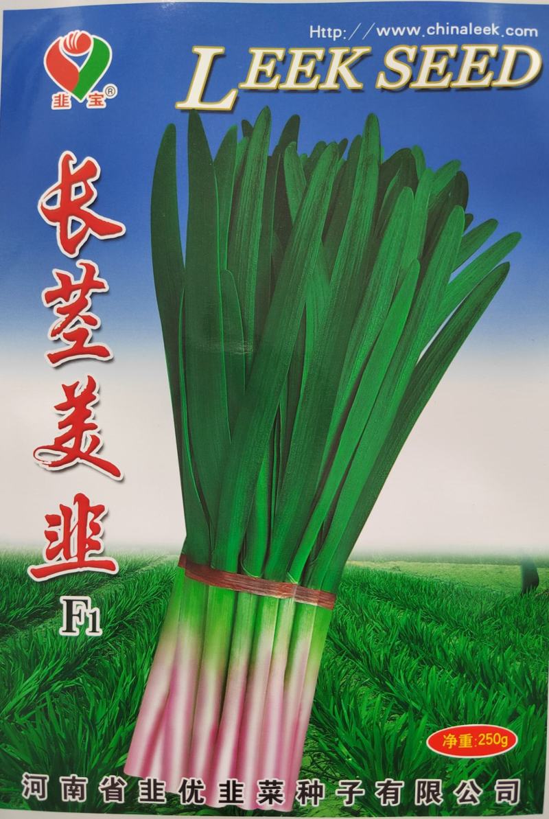 长颈美韭种子河南韭菜种子一代交配种子质量保障视频看货