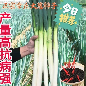 山东大葱种子章丘铁杆大葱种子四季高产蔬菜种籽抗寒耐热春季