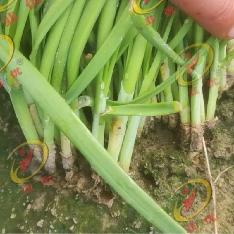 长颈美韭种子河南韭菜种子一代交配种子质量保障视频看货