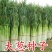 山东大葱种子章丘铁杆大葱种子四季高产蔬菜种籽抗寒耐热春季