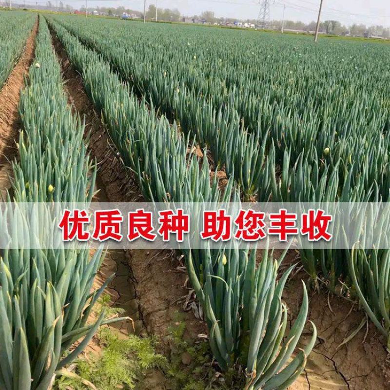 山东大葱种子章丘铁杆大葱种子四季高产蔬菜种籽抗寒耐热春季