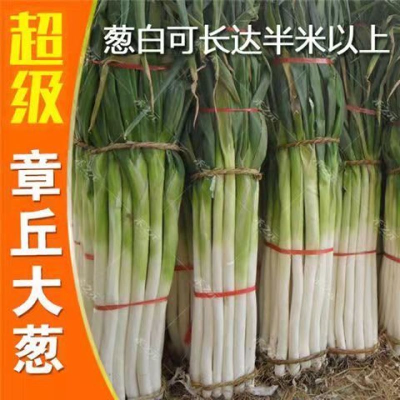 山东大葱种子章丘铁杆大葱种子四季高产蔬菜种籽抗寒耐热春季