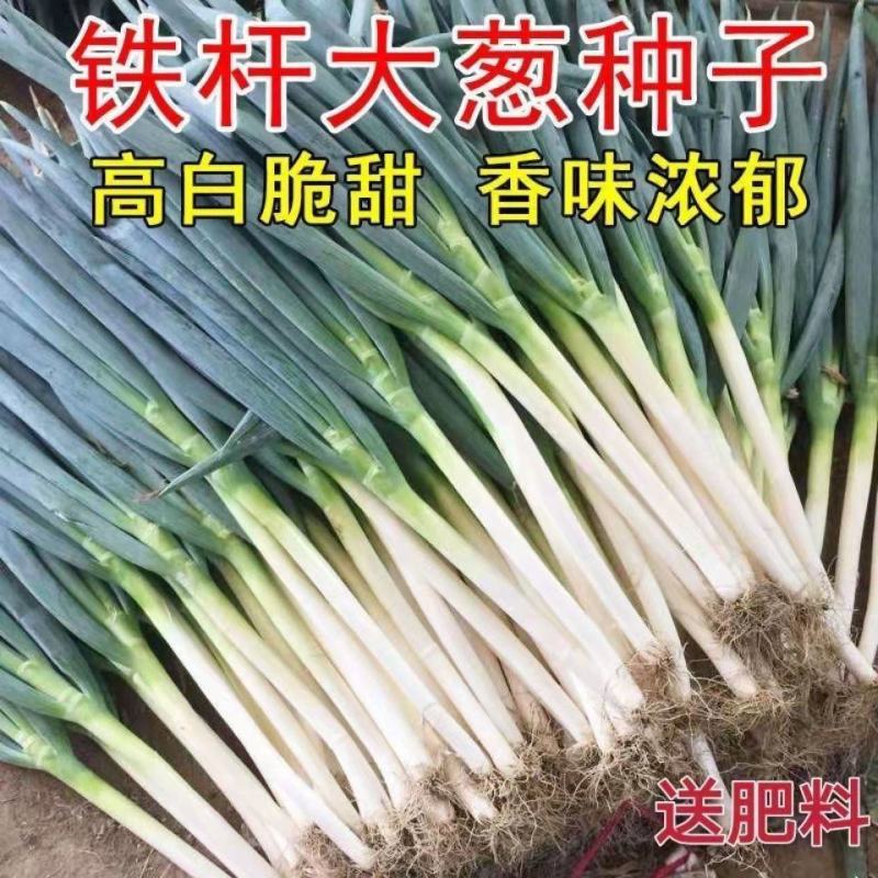 山东大葱种子章丘铁杆大葱种子四季高产蔬菜种籽抗寒耐热春季