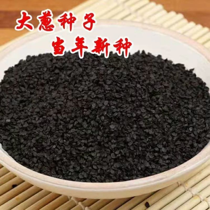 山东大葱种子章丘铁杆大葱种子四季高产蔬菜种籽抗寒耐热春季
