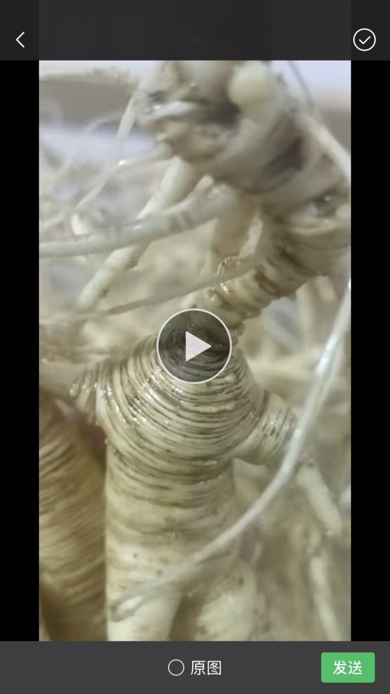 批发纯正林下山参籽货，自产自销，保年限质量，顺丰包邮