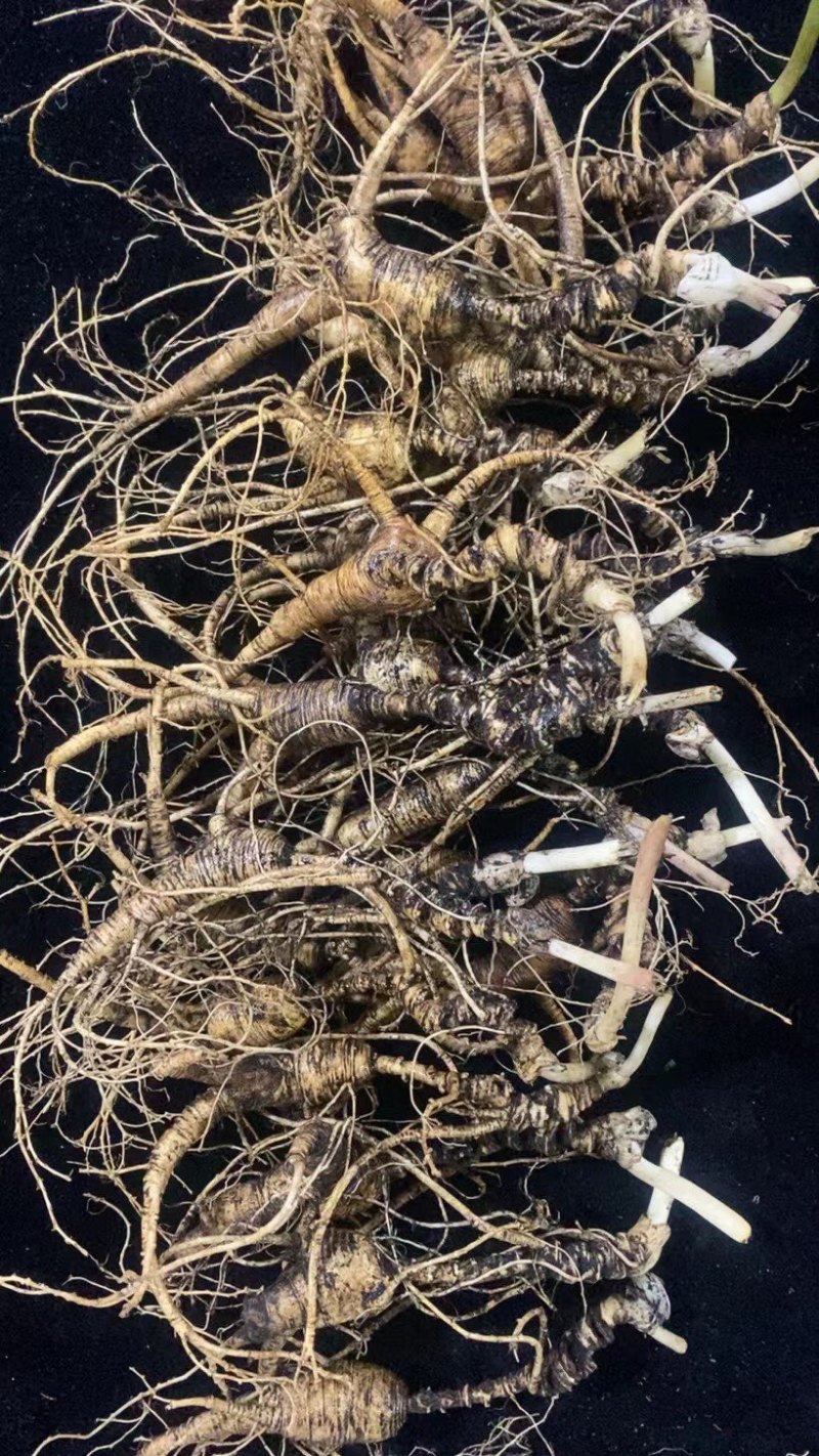 批发纯正林下山参籽货，自产自销，保年限质量，顺丰包邮
