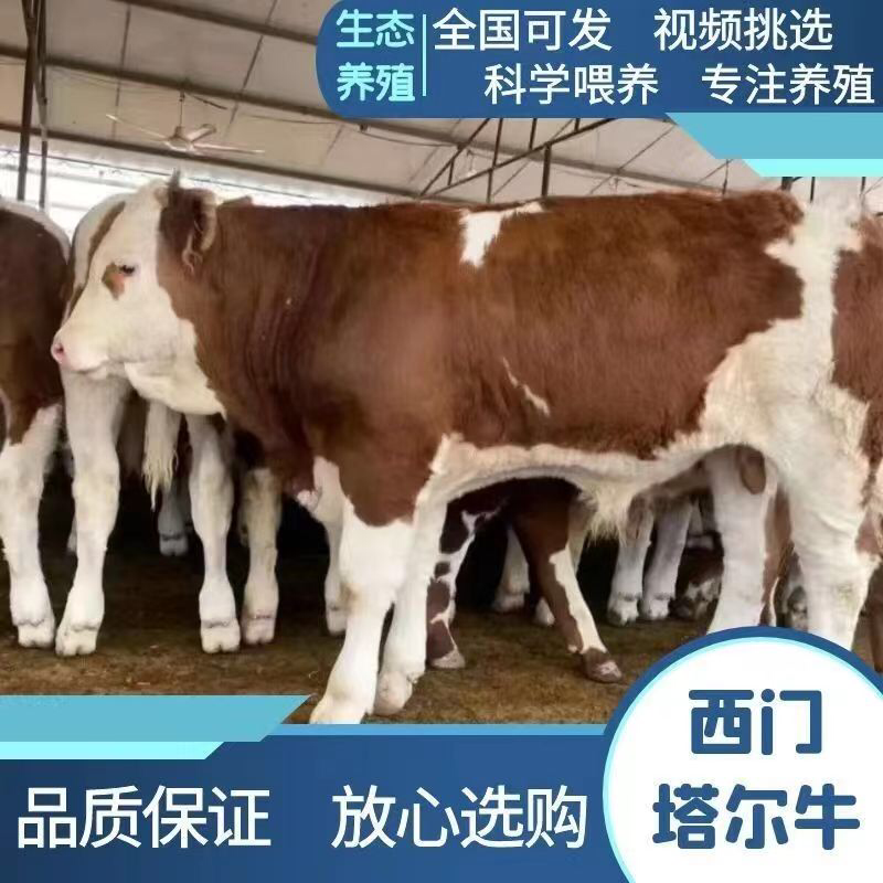 内蒙古乌兰察布西门塔尔对牛厂家发货