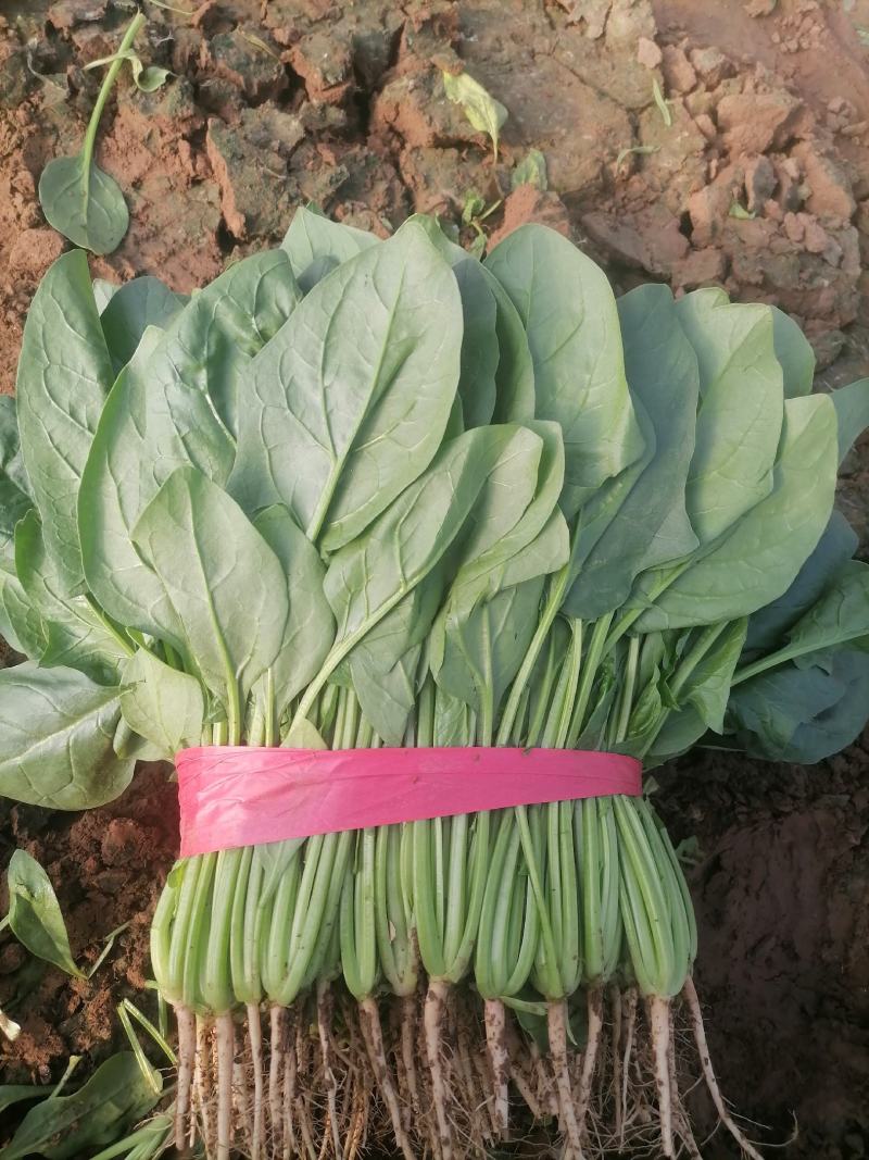 《精选》精品大叶菠菜，大量供应，电商，超市，欢迎选购。