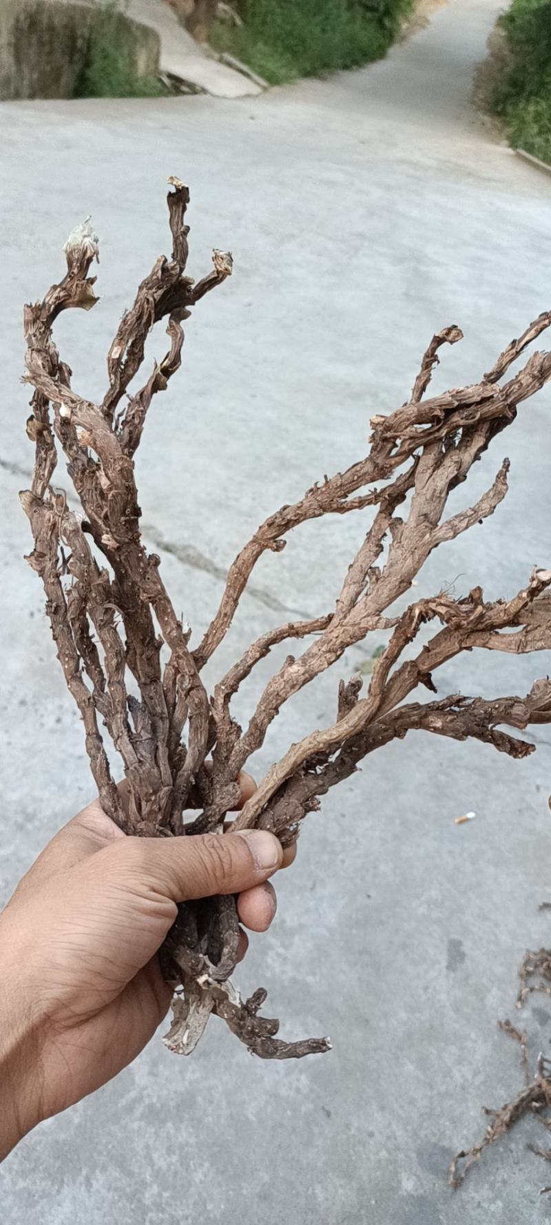 石菖蒲