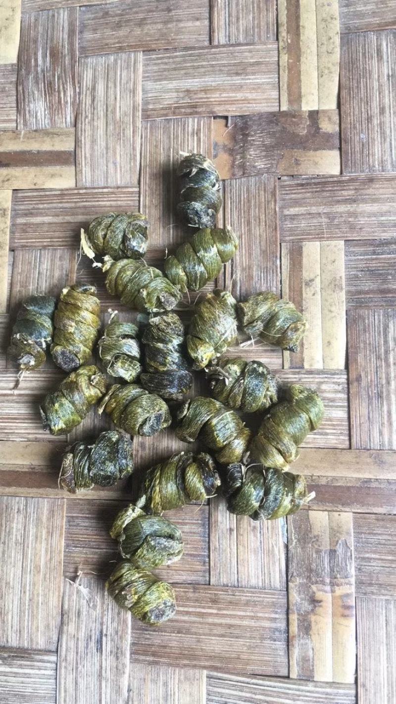 特价云南产地珍虫石斛珍虫枫斗空心虫枫斗批发1斤包邮
