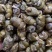 特价云南产地珍虫石斛珍虫枫斗空心虫枫斗批发1斤包邮