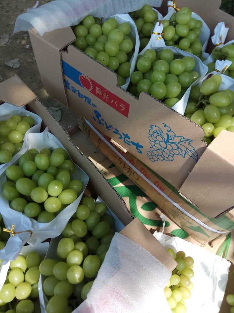 阳光玫瑰葡萄苗，50万棵，夏黑根，贝达根，5bb嫁接苗