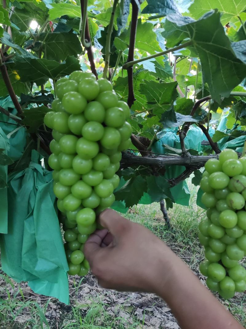 阳光玫瑰葡萄苗，50万棵，夏黑根，贝达根，5bb嫁接苗