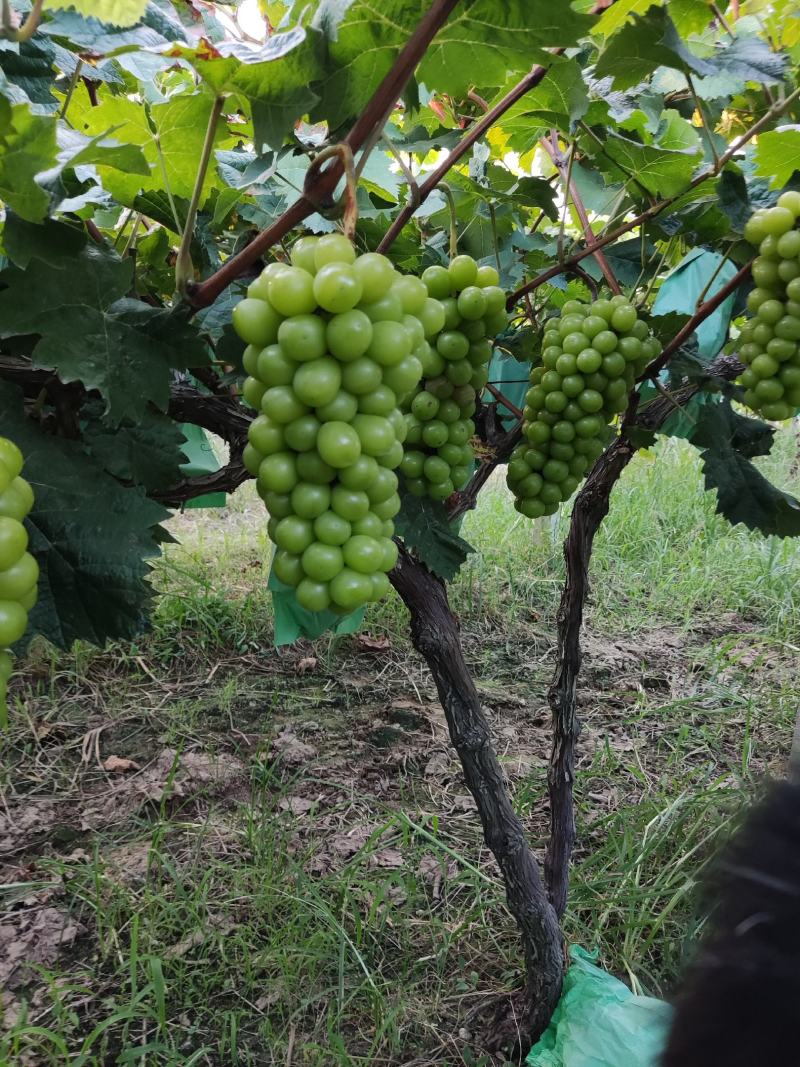 阳光玫瑰葡萄苗，50万棵，夏黑根，贝达根，5bb嫁接苗