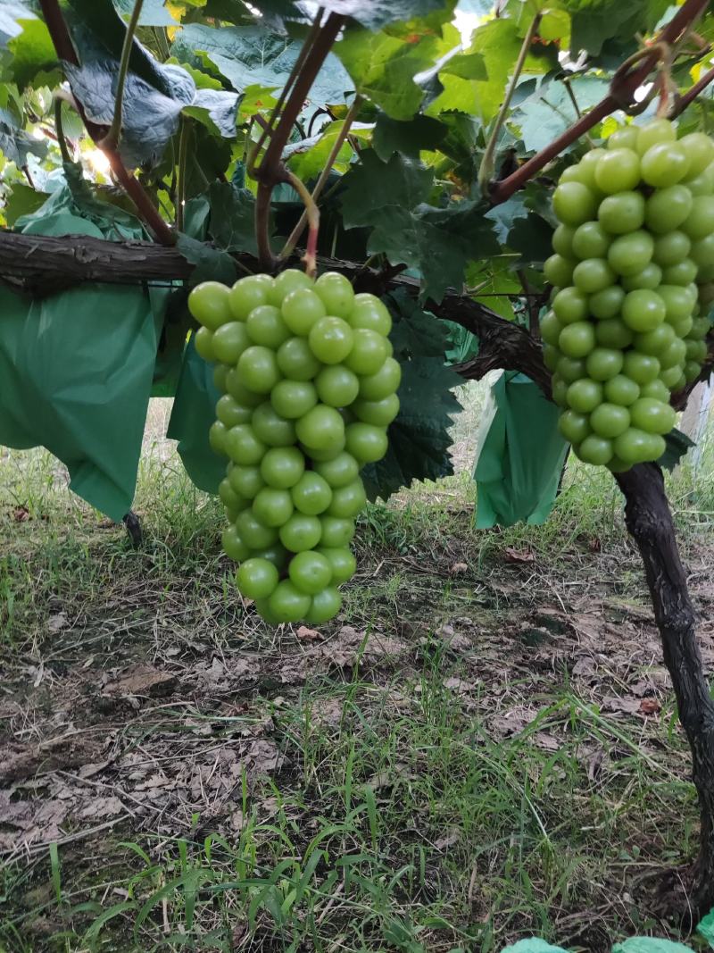 阳光玫瑰葡萄苗，50万棵，夏黑根，贝达根，5bb嫁接苗