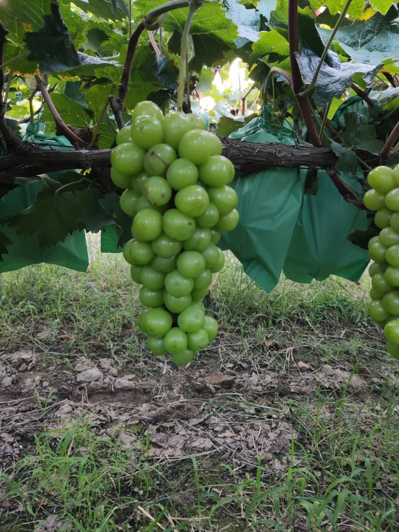 阳光玫瑰葡萄苗，50万棵，夏黑根，贝达根，5bb嫁接苗