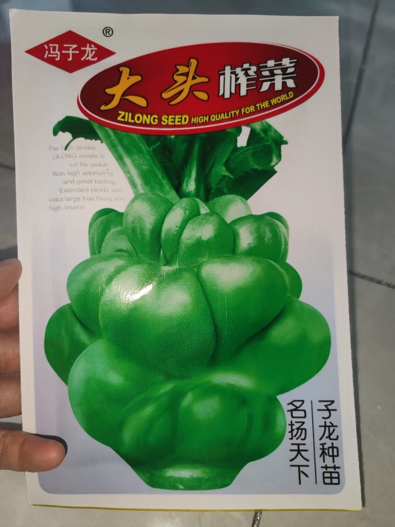 大头榨菜种子，清香催嫩
