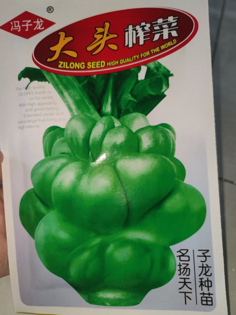 大头榨菜种子，清香催嫩