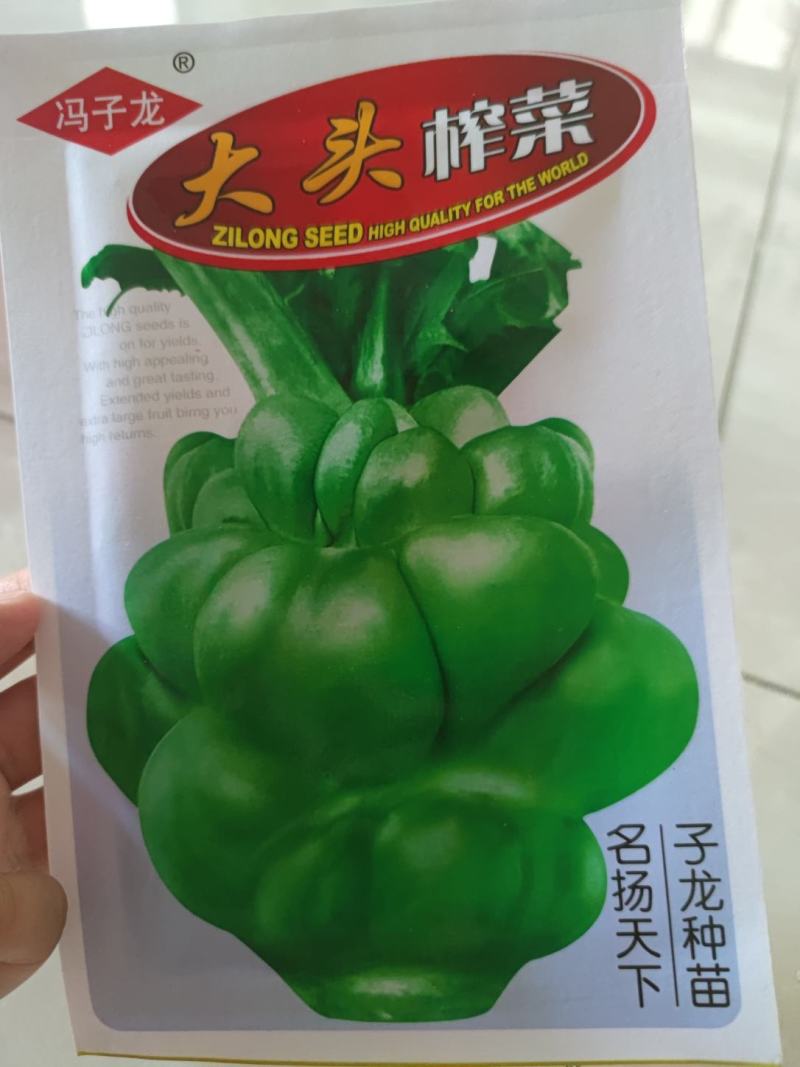 大头榨菜种子，清香催嫩