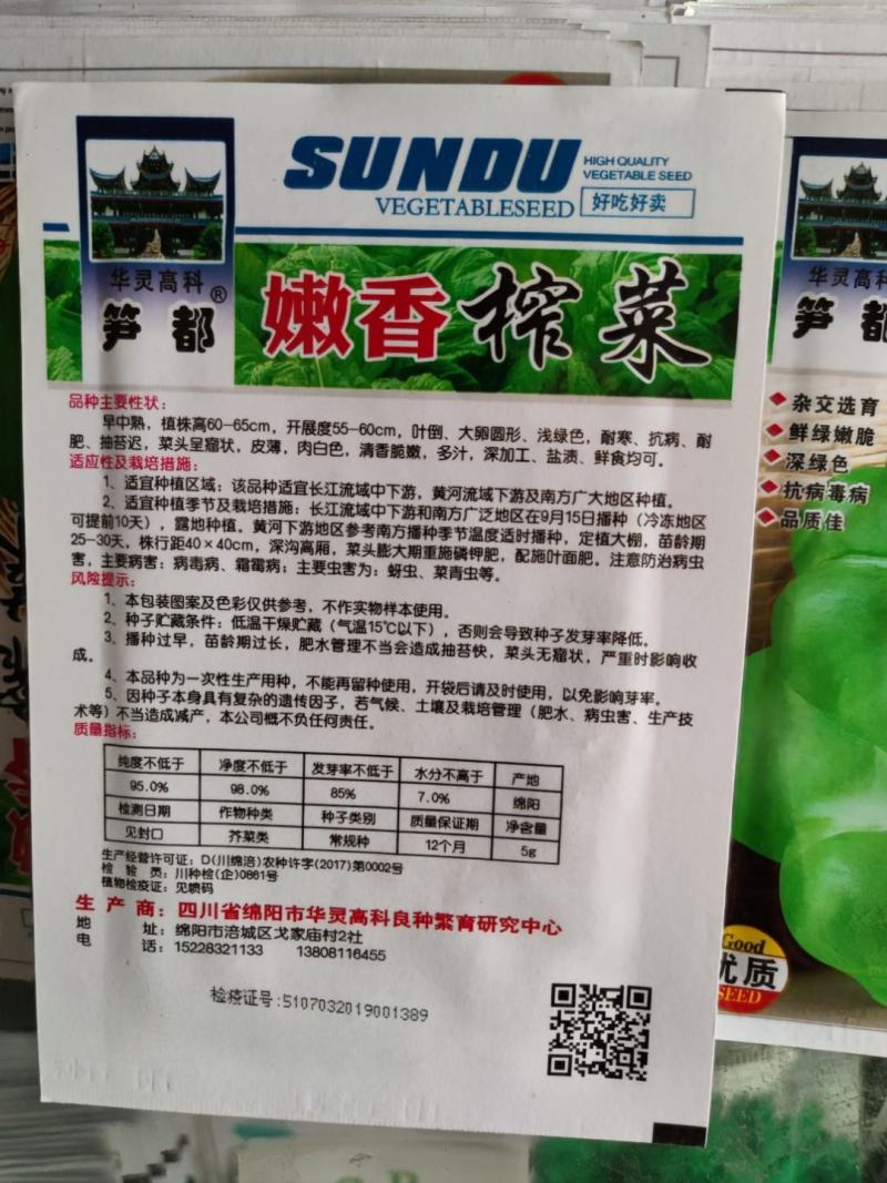 大头榨菜种子，清香催嫩