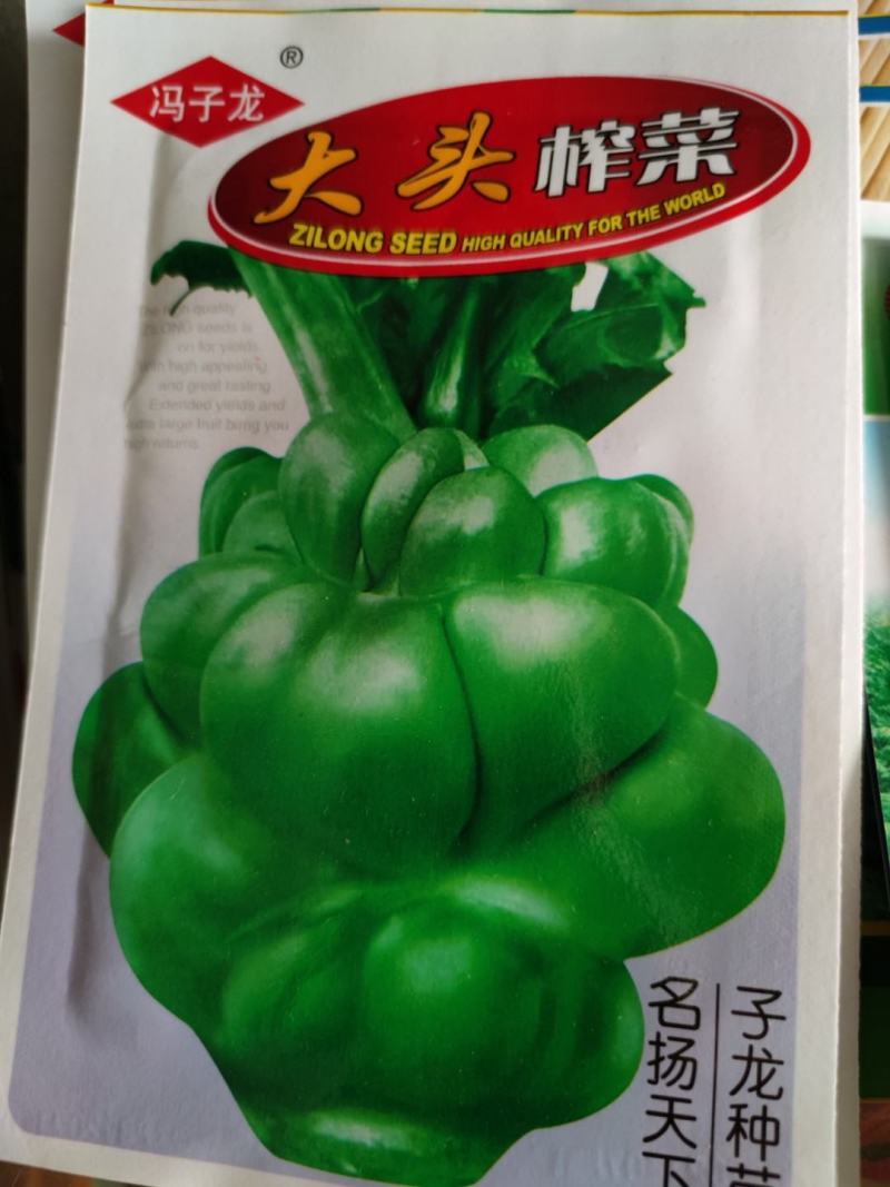 大头榨菜种子，清香催嫩