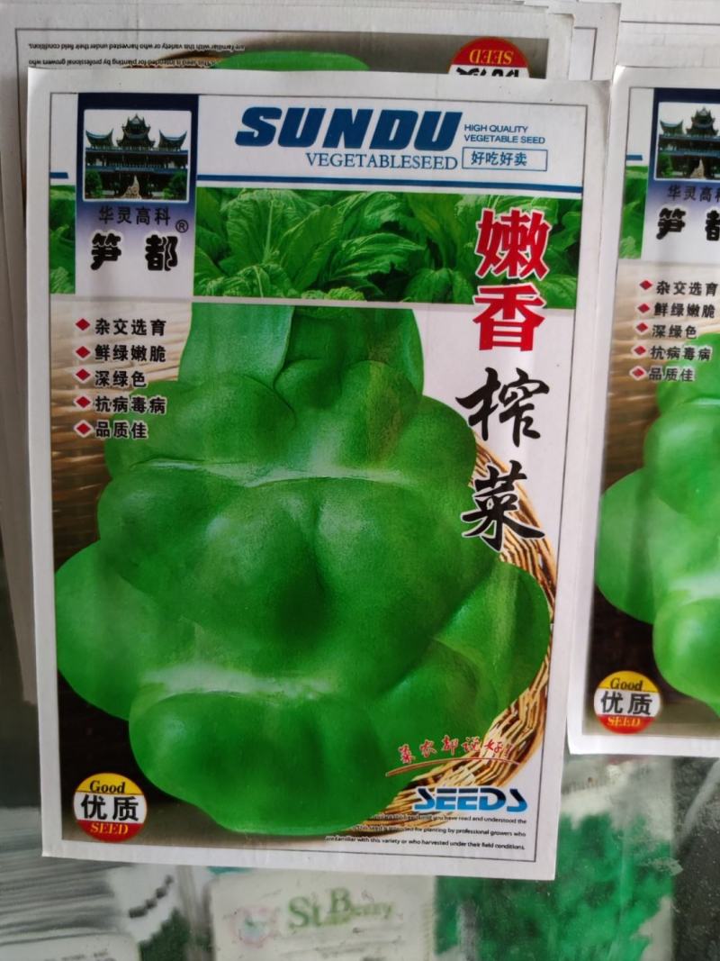 大头榨菜种子，清香催嫩