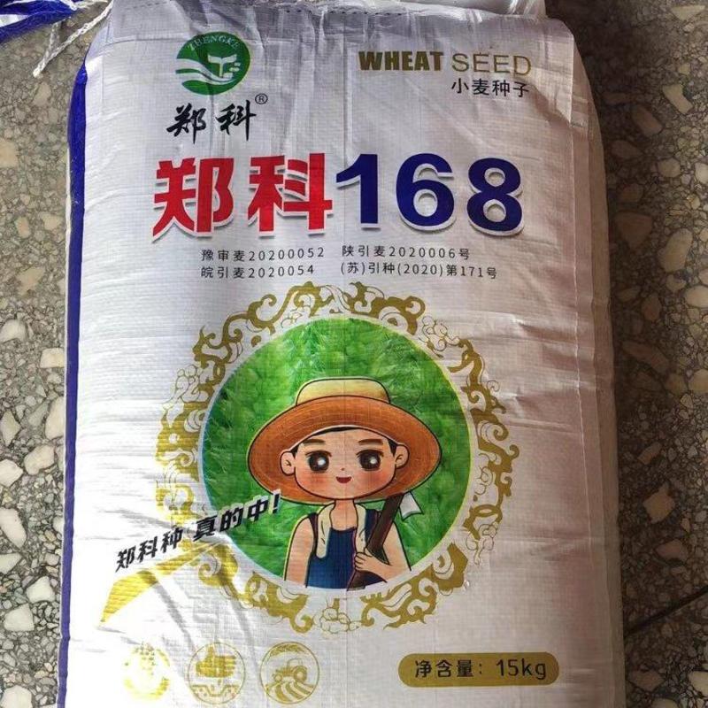 郑科168小麦种子国审矮秆大穗抗病抗倒抗寒抗旱系列高产品