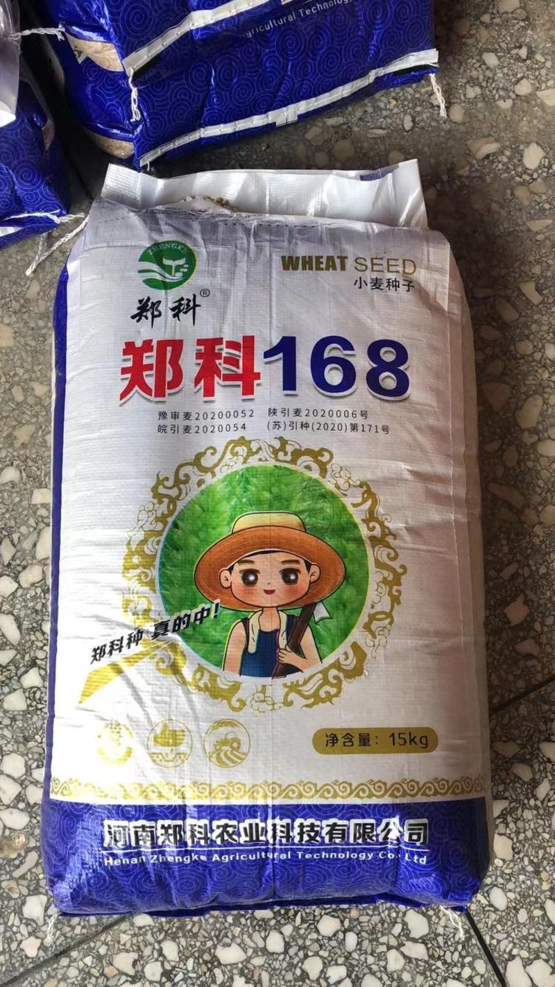 郑科168小麦种子国审矮秆大穗抗病抗倒抗寒抗旱系列高产品