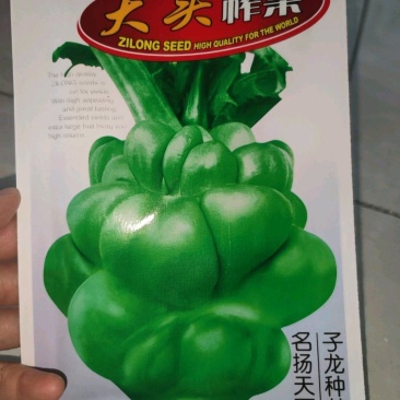 大头榨菜种子，清香催嫩