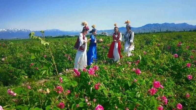 新疆伊犁产地发货玫瑰精油价格优化欢迎咨询