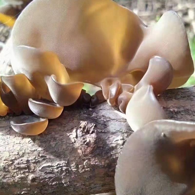 椴木香菇椴木黑木耳菌种种在木头上的菌种三级原种种植专用