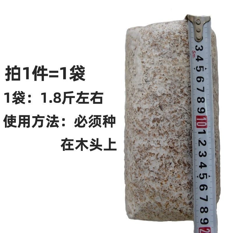 椴木香菇椴木黑木耳菌种种在木头上的菌种三级原种种植专用