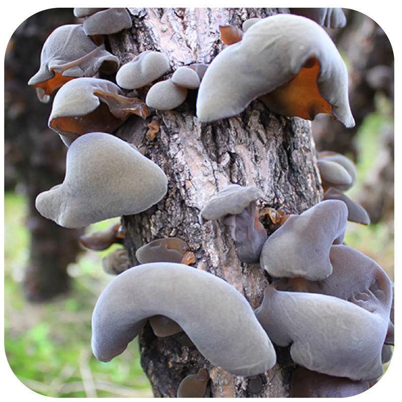 椴木香菇椴木黑木耳菌种种在木头上的菌种三级原种种植专用