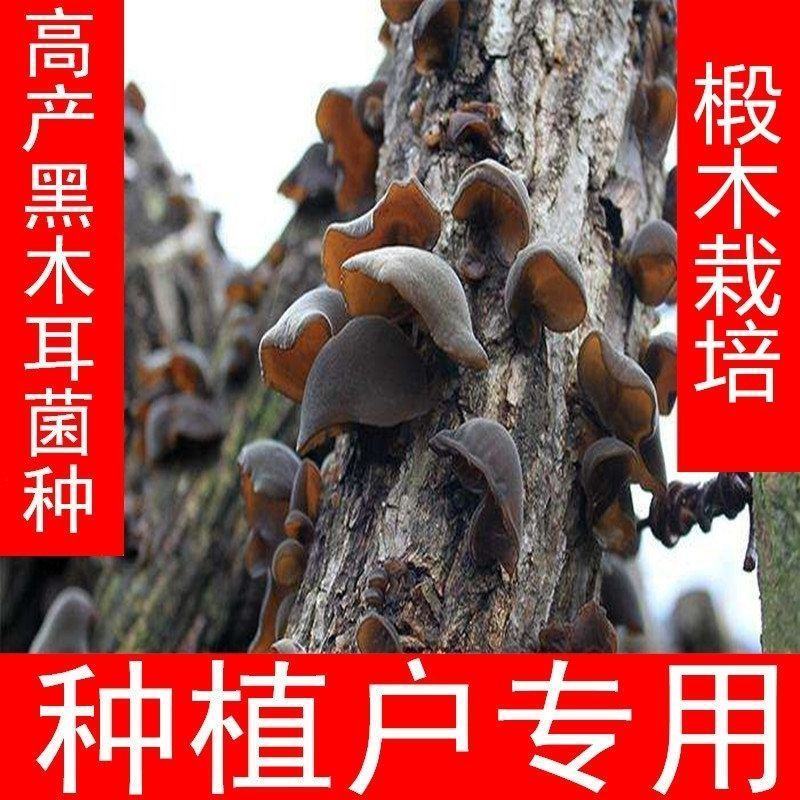 椴木香菇椴木黑木耳菌种种在木头上的菌种三级原种种植专用
