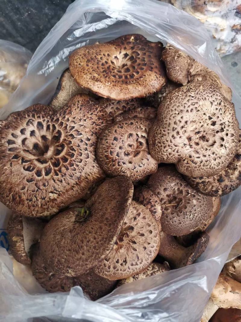 虎掌菌
