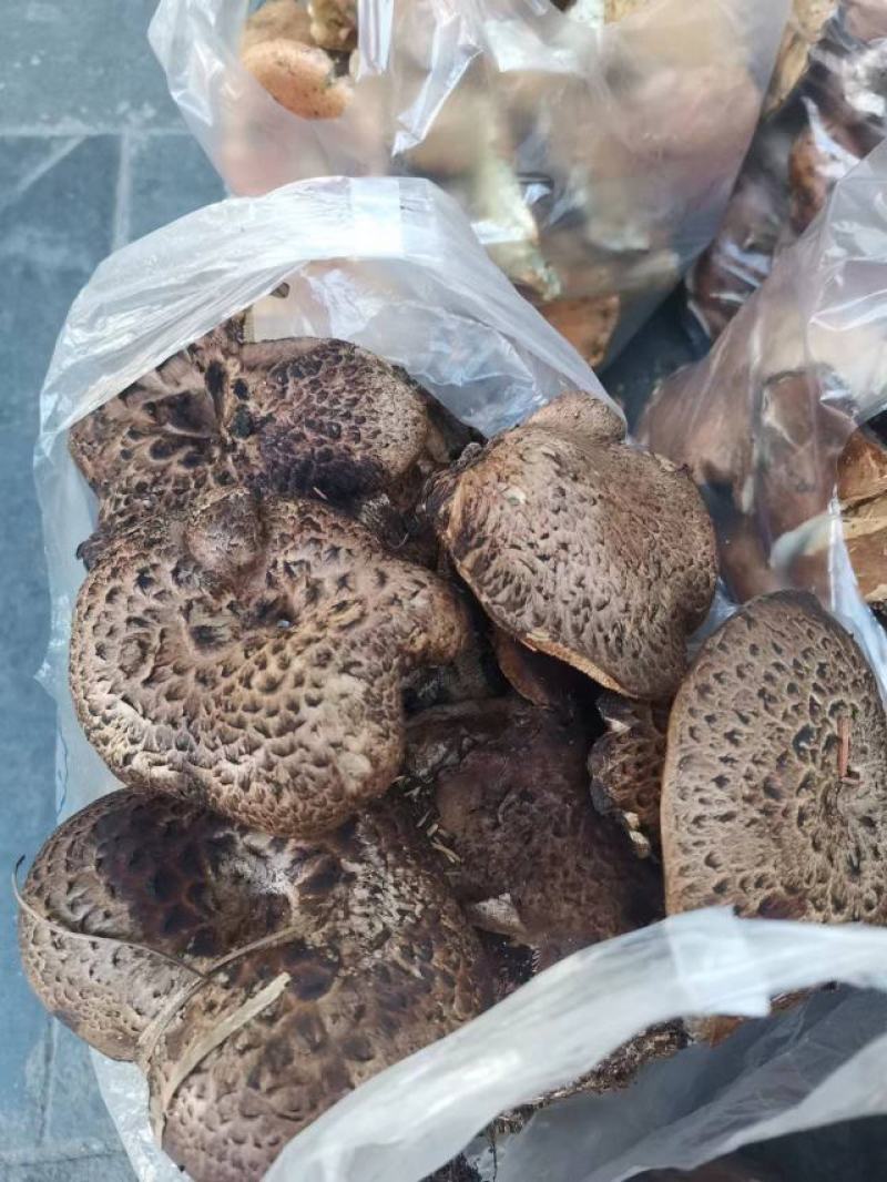 虎掌菌