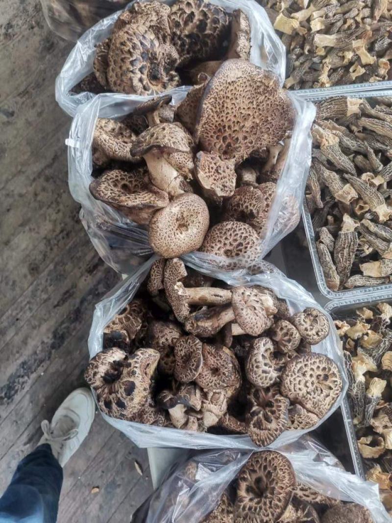 虎掌菌