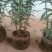 夹竹桃1米高规格齐全品质优良欢迎选购