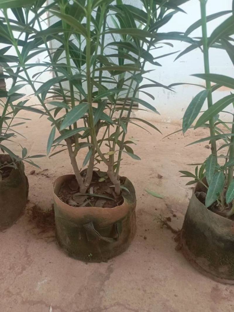 夹竹桃1米高规格齐全品质优良欢迎选购
